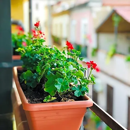 Il Terrazzino 3*