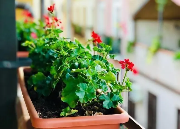 Il Terrazzino 3*